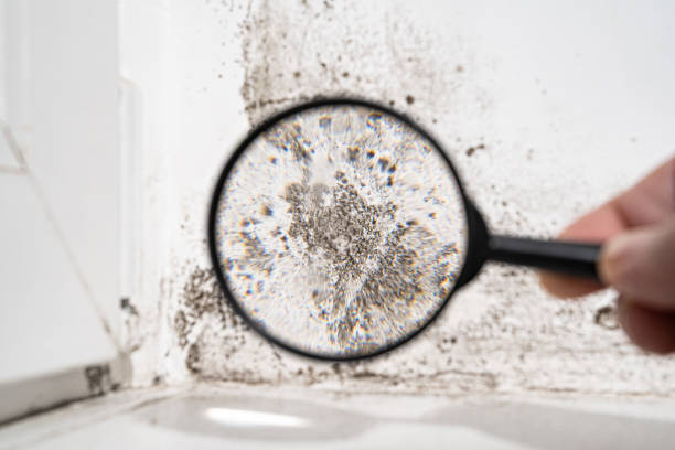 Why You Should Choose Our Mold Remediation Services in Wynne, AR